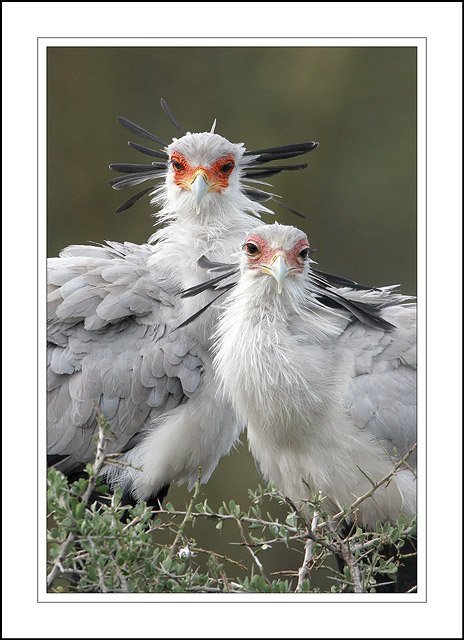 Secretary Birds
