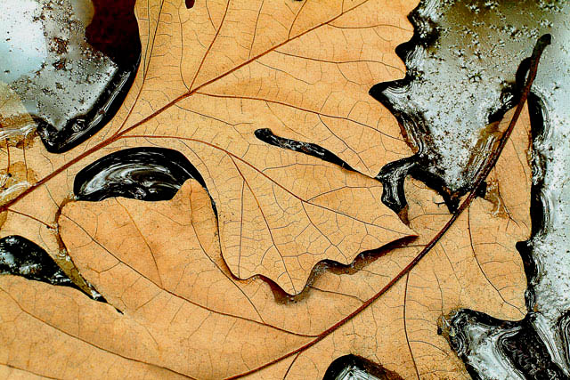 Pair Of Oaks