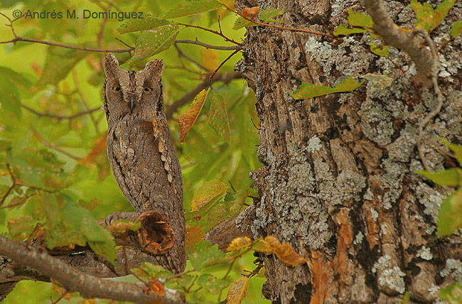 Camouflaje