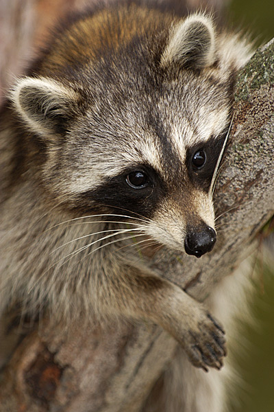 Lovable Raccoon