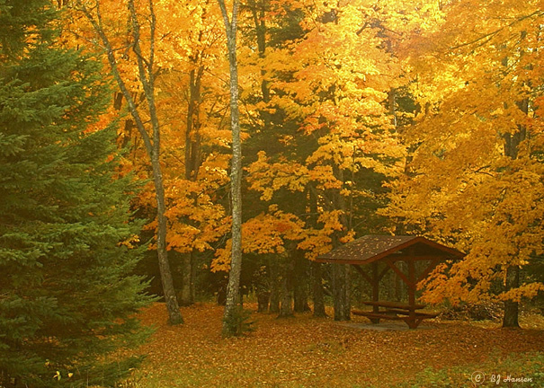 WC# 201 A Park of Gold and Yellow