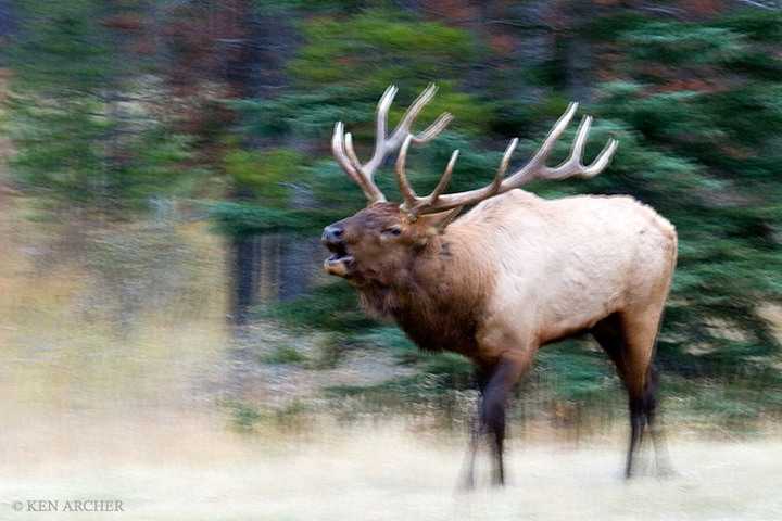 Bugling on the move