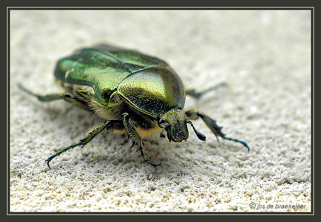 Rose chafer