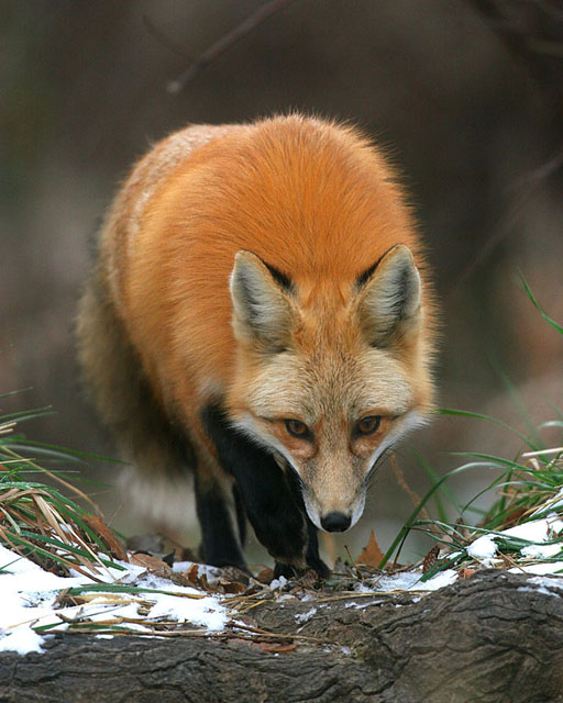Red Fox