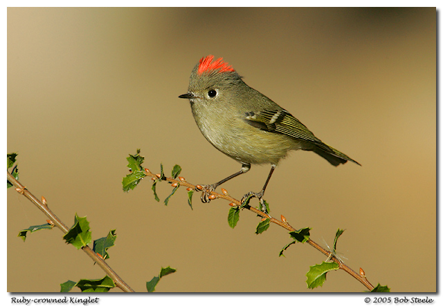 Ruby-crowned Kinglet