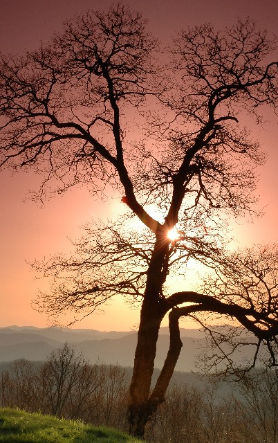 WC #204 Silhouette Of Tree