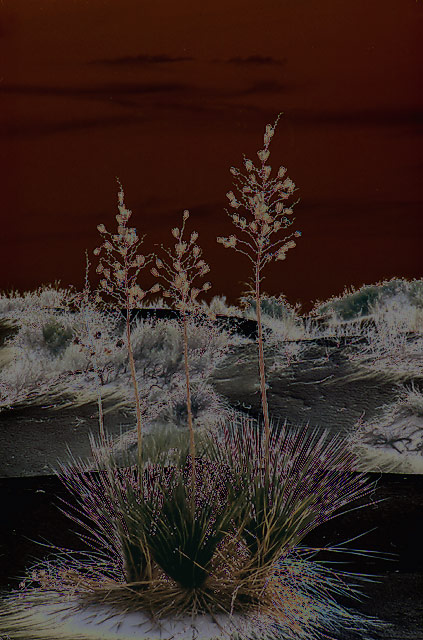 Desert Dreams