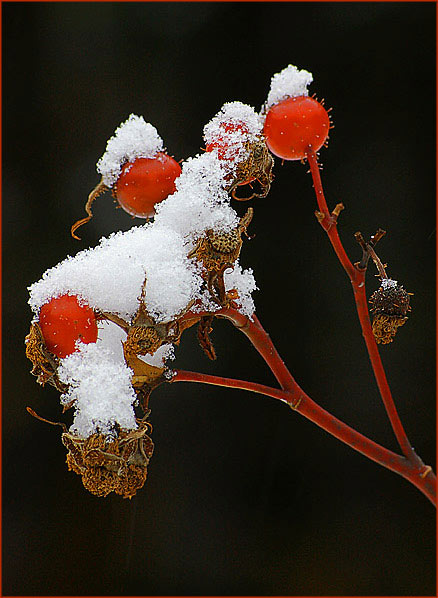 Rose Buds in the Snow