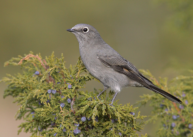 Townsend's Solitaire