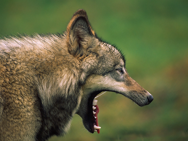 WC#206 - Yawing Wolf
