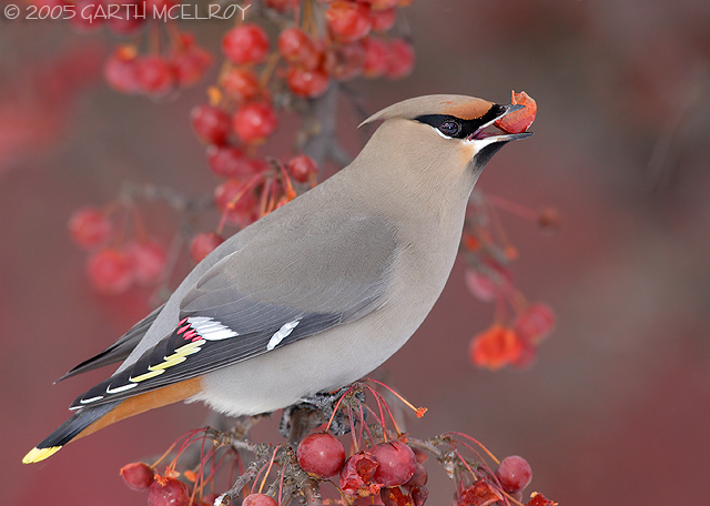 Bohemian Waxwing