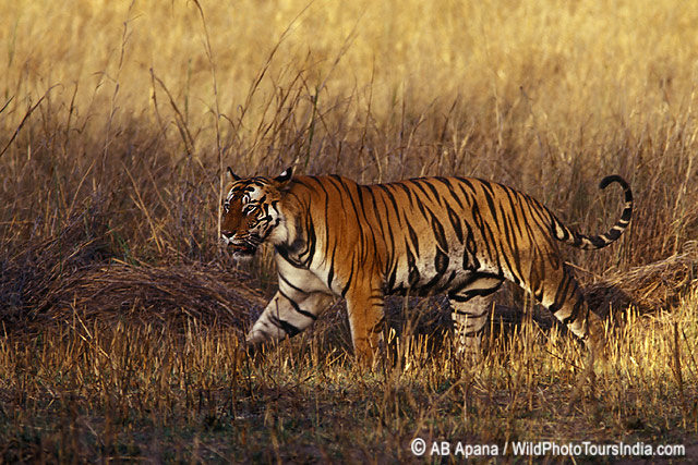 Tiger/version 2