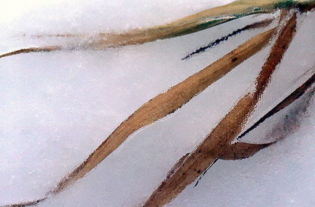 Ice Grass