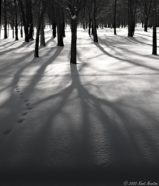 Winter Shadows #7 - Haunted Forest, Too