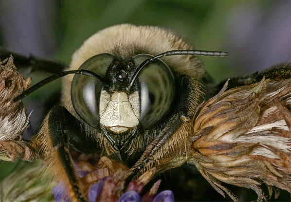 Bee face