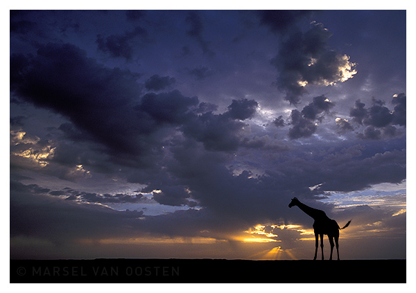 Giraffe