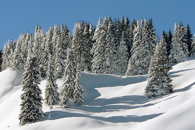 WC#208 - Cluster of Fir Trees