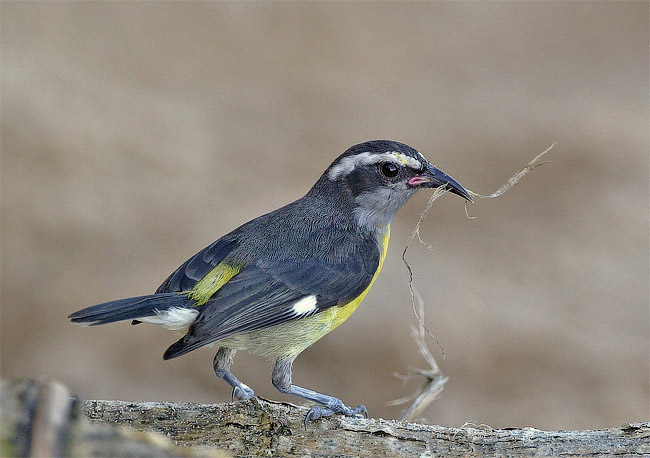 Bananaquit