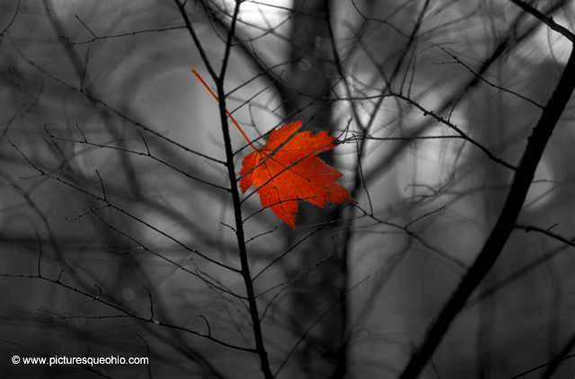 Maple Leaf, hand colored
