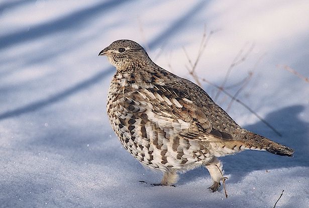Snow grouse