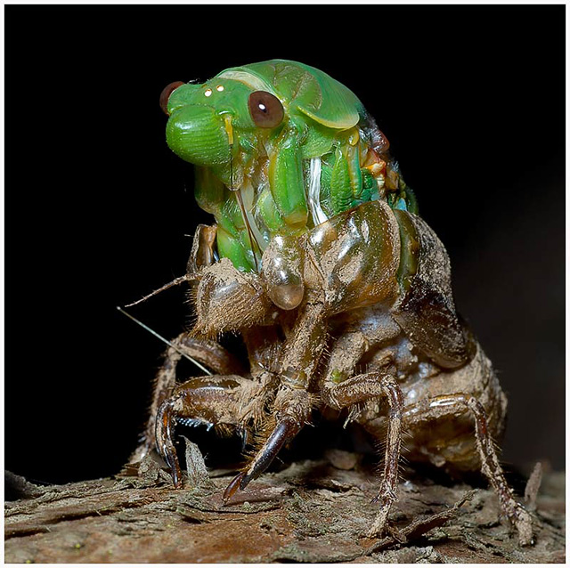 Cicada Emergence