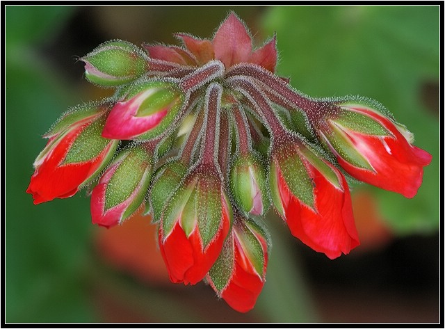 Geranium Buds