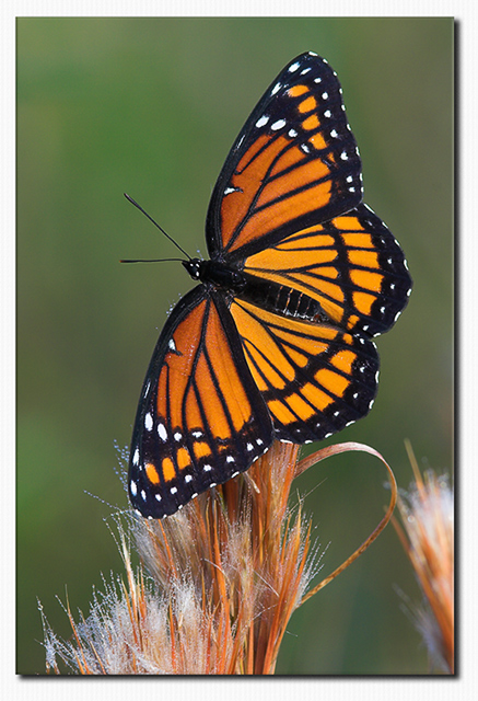 Viceroy