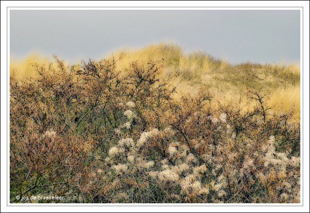 Dune impression (Orton technique)