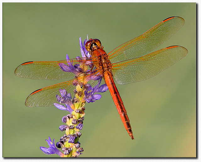 Skimmer on Pickerelweed