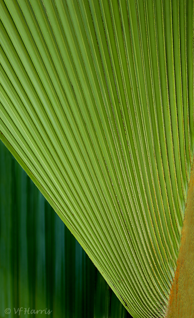 Double Coconut Palm Tree