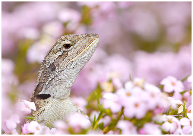 Little Dragon