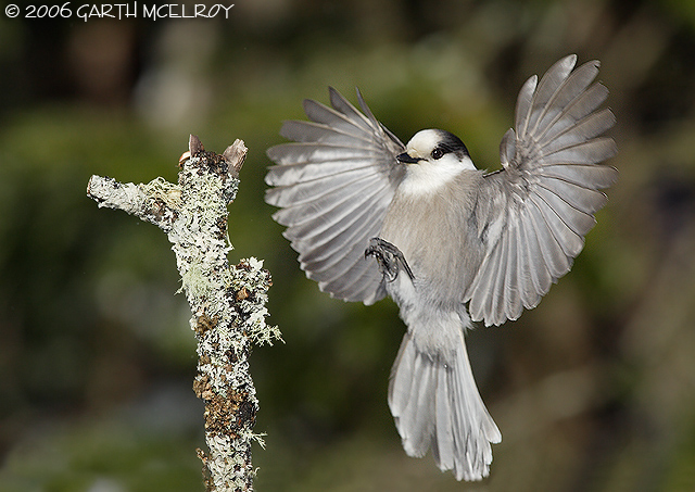 Gray Jay Landing