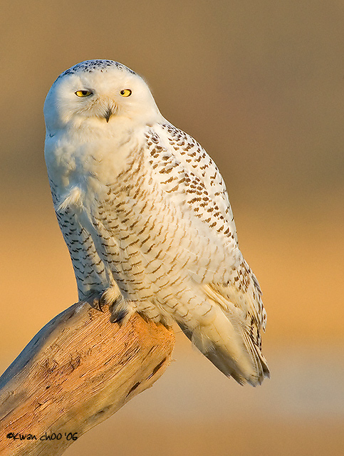 Snowy Owl