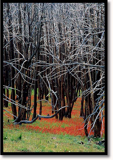 Skeleton of Forest