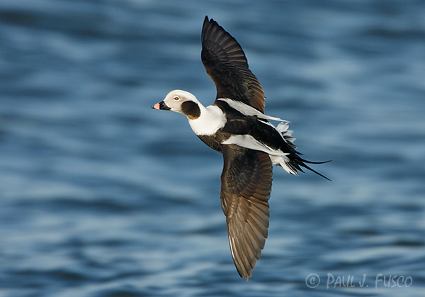 Long-tailed duck