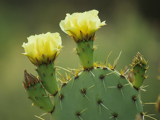 Cactus Flower