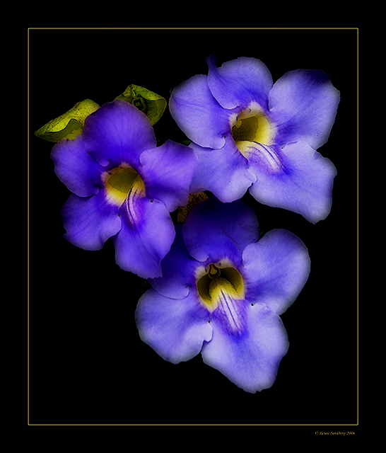 More Orton Flowers - WC215