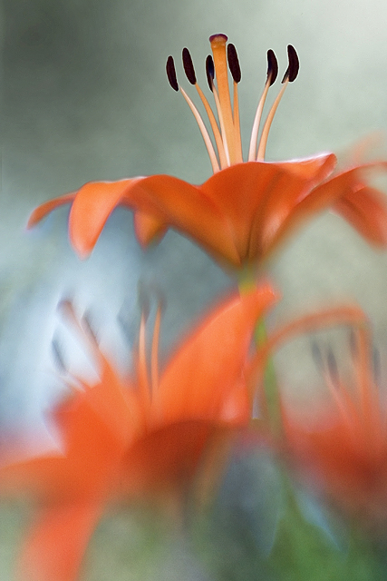 Lilies 2