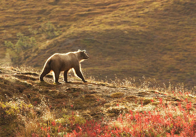 The bear went over the mountain. . .