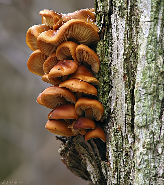 Toadstools on Tree
