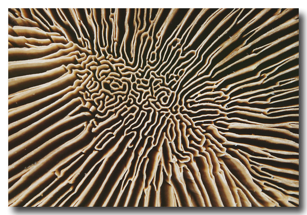 Labyrith pattern