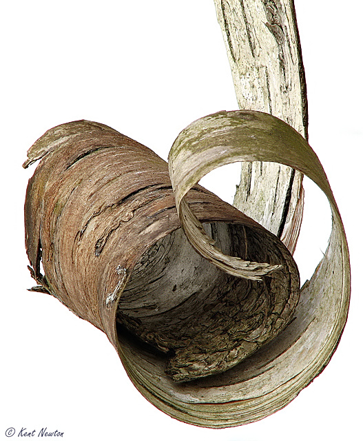 Birch Bark