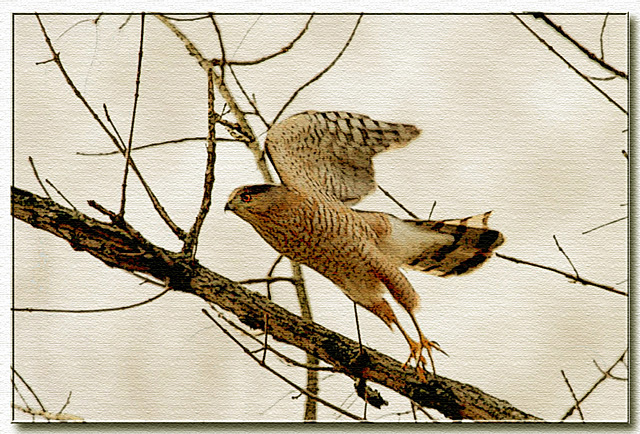 Cooper's Hawk