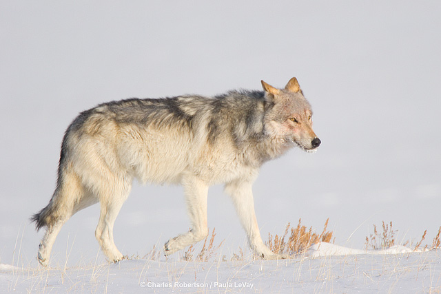 Wolf on the Prowl