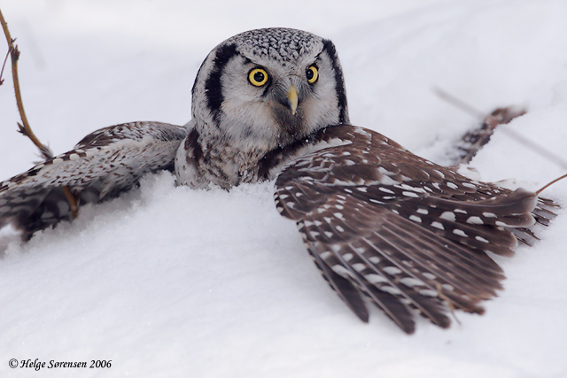 Hawk Owl in deep snow