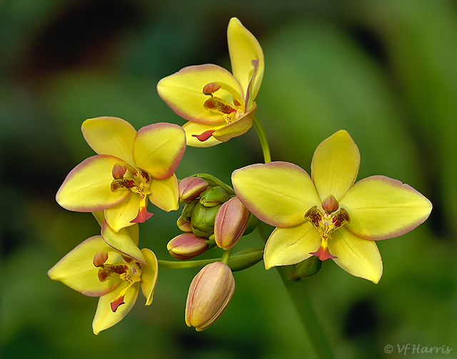 Ground Orchid
