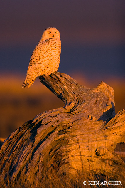 Snowy Owl