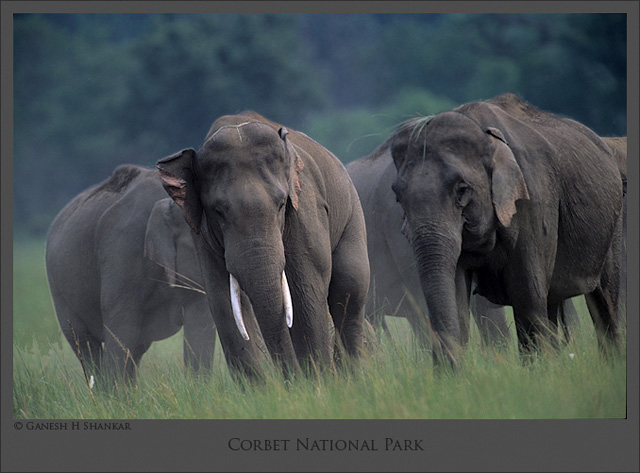 Elephants - Corbet National Park