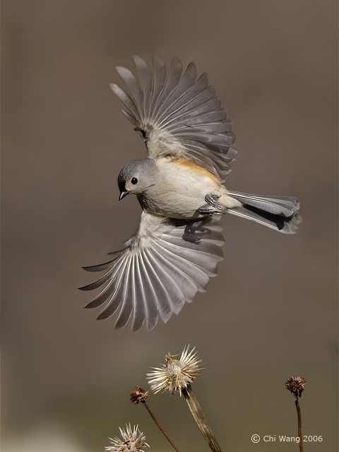 Tufted Titmouse in flight