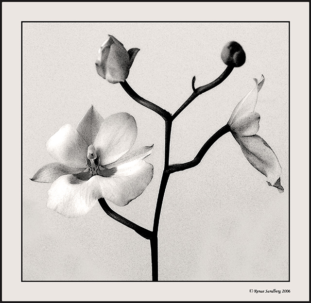 Orchid - Watercolor